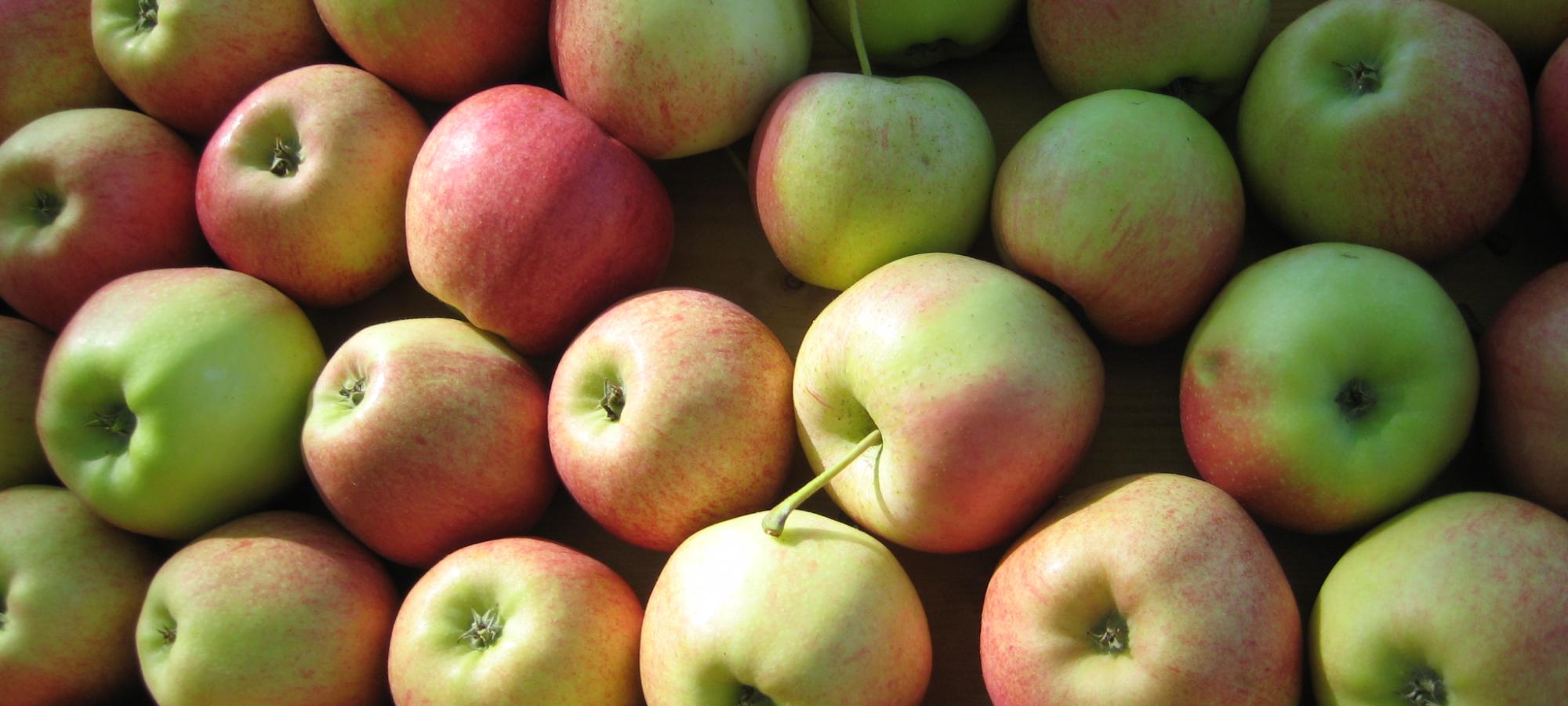 Obst