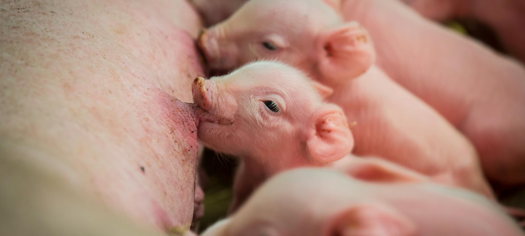 Junge Schweine