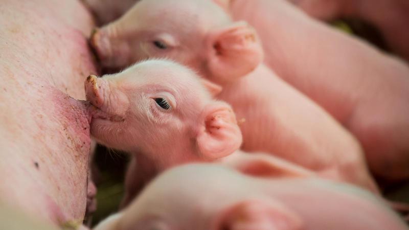 Junge Schweine